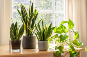 flowers in home