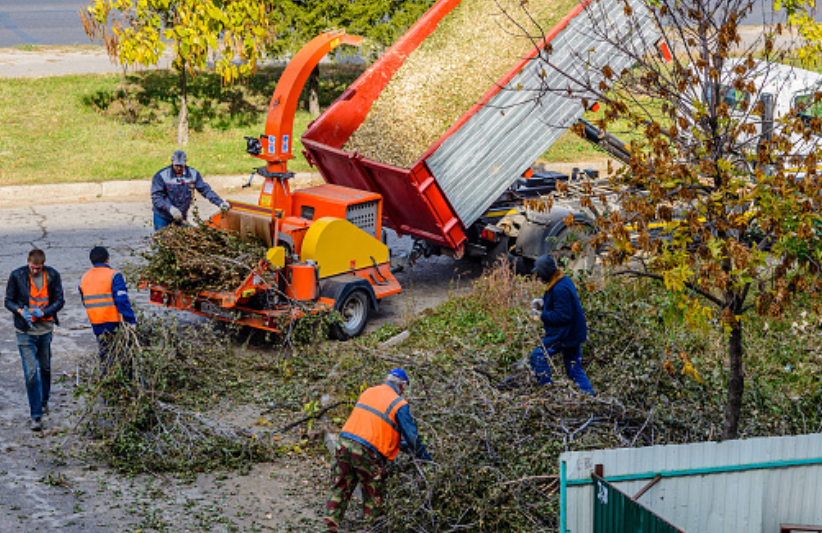 Advantages of Hiring a Tree Removal Service