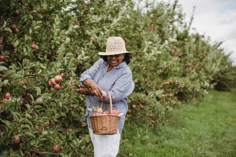 What to Consider When Choosing the Next Backyard Tree