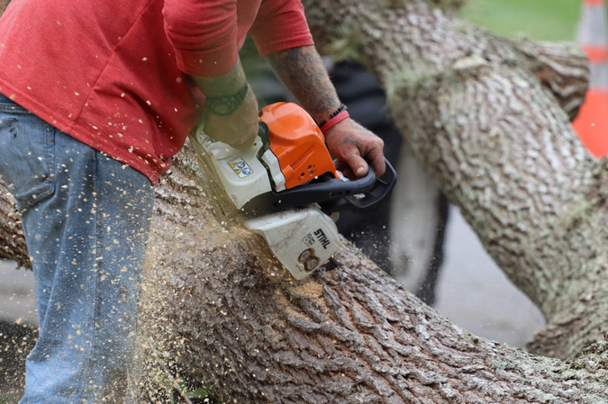 Finding a Reliable Tree Removal Company: A Quick Guide